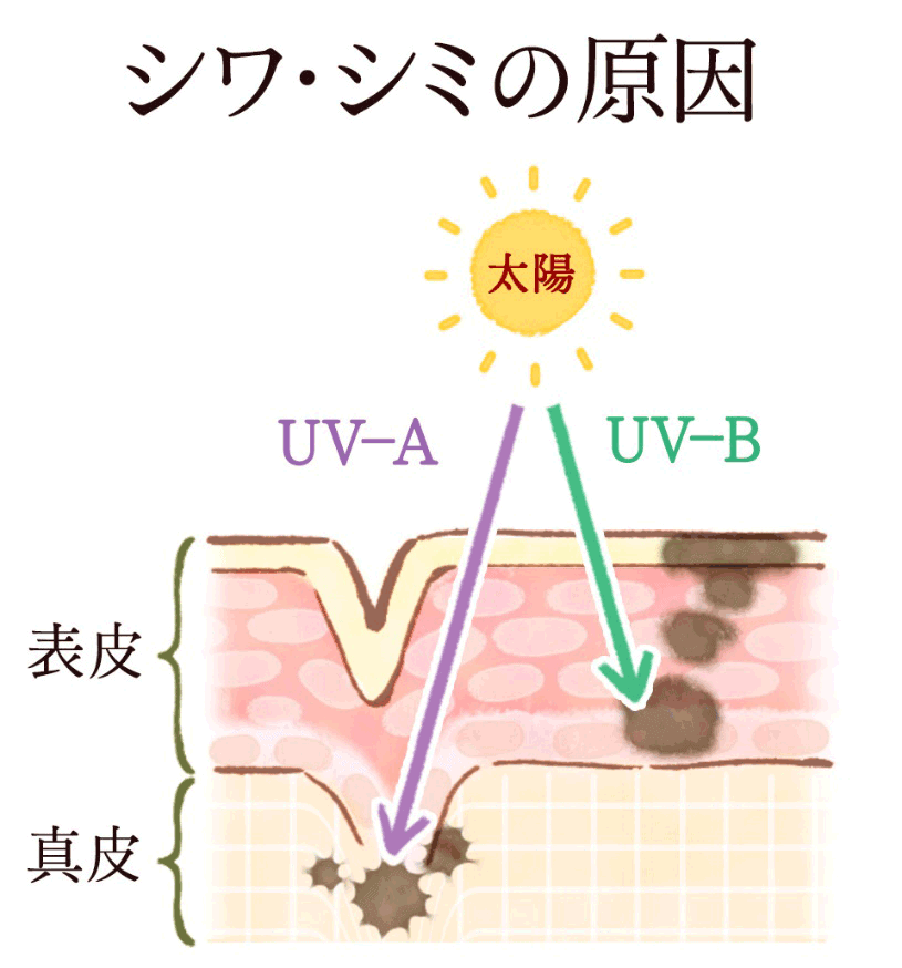 図1　紫外線により肌がダメージを受ける
