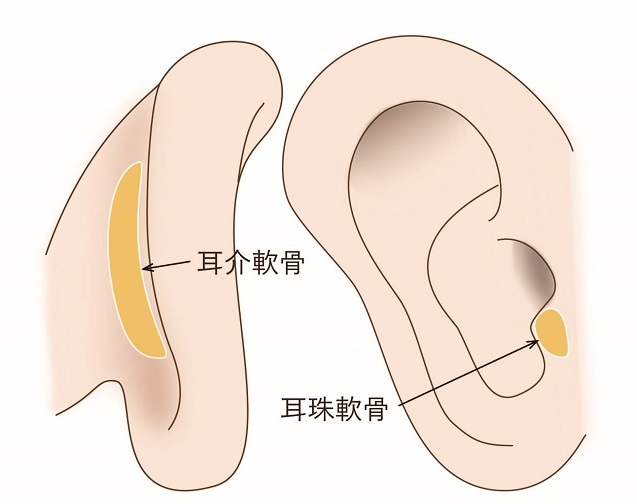 耳介　耳珠　軟骨位置