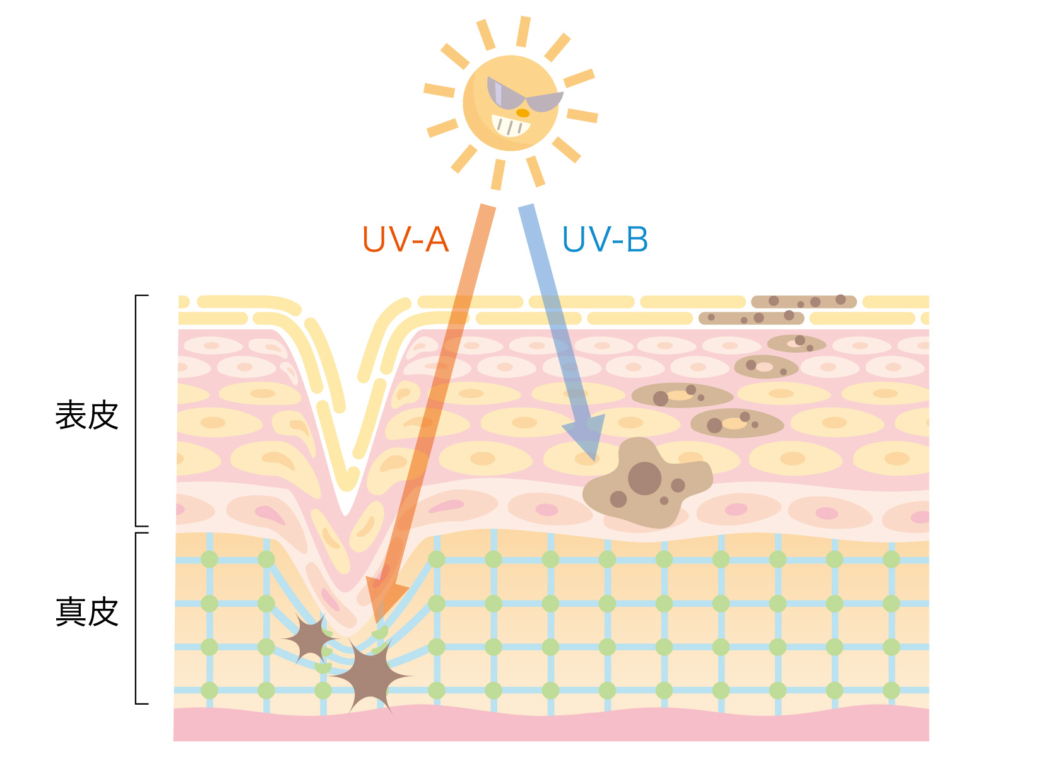 紫外線の種類　UVA　UVB