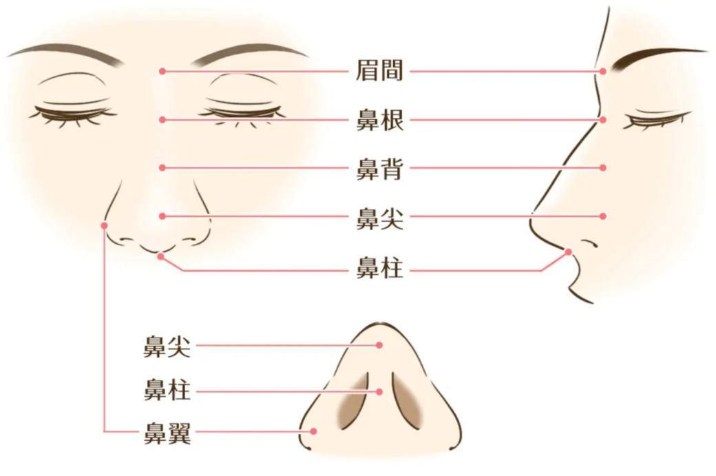 鼻の各部位の名称