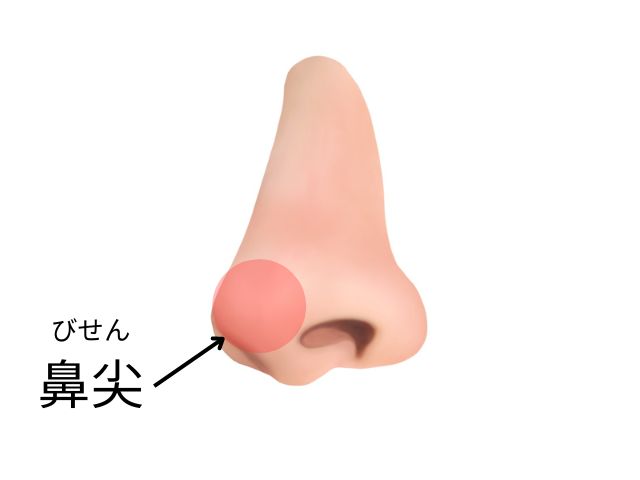 鼻の部位名称