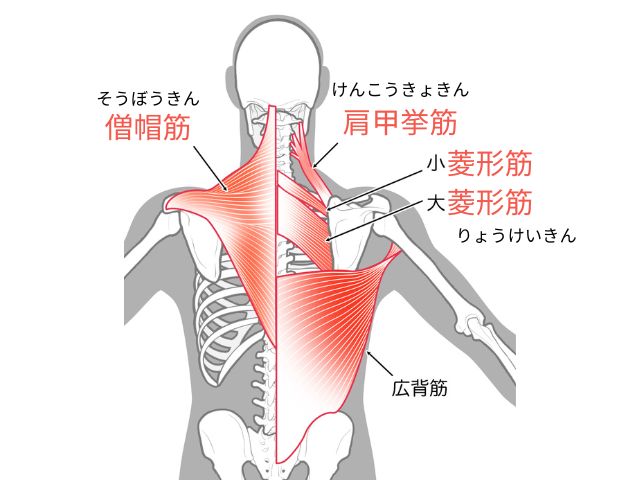 肩周りの筋肉　解剖図