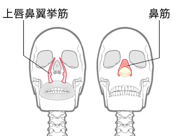 鼻付近の筋肉